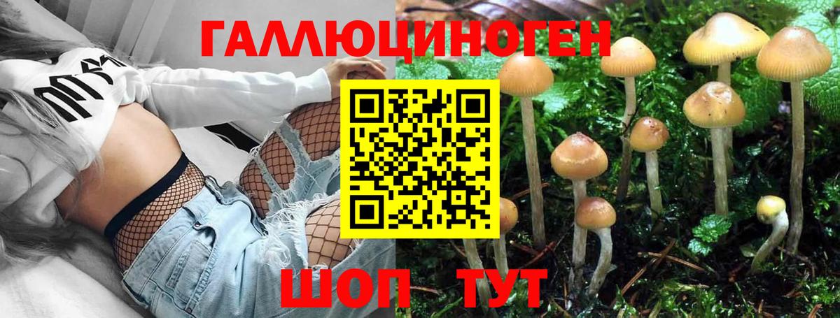 Галлюциногенные грибы Psilocybine cubensis Верхняя Пышма
